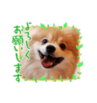 ポメコタの 1年間使える日常あいさつ（個別スタンプ：38）