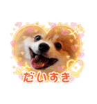 ポメコタの 1年間使える日常あいさつ（個別スタンプ：39）