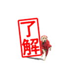 芋之島のべーちゃんスタンプ(その2) 犬（個別スタンプ：1）