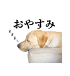 芋之島のべーちゃんスタンプ(その2) 犬（個別スタンプ：5）