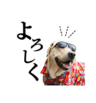 芋之島のべーちゃんスタンプ(その2) 犬（個別スタンプ：6）