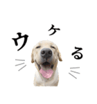 芋之島のべーちゃんスタンプ(その2) 犬（個別スタンプ：8）
