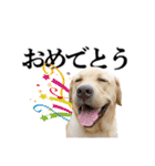 芋之島のべーちゃんスタンプ(その2) 犬（個別スタンプ：12）