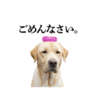 芋之島のべーちゃんスタンプ(その2) 犬（個別スタンプ：14）