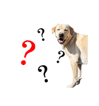 芋之島のべーちゃんスタンプ(その2) 犬（個別スタンプ：15）