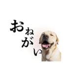 芋之島のべーちゃんスタンプ(その2) 犬（個別スタンプ：16）