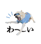 芋之島のべーちゃんスタンプ(その2) 犬（個別スタンプ：17）