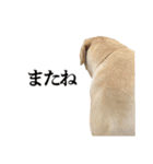 芋之島のべーちゃんスタンプ(その2) 犬（個別スタンプ：18）