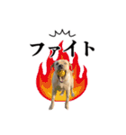 芋之島のべーちゃんスタンプ(その2) 犬（個別スタンプ：19）