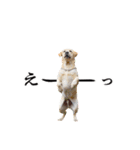 芋之島のべーちゃんスタンプ(その2) 犬（個別スタンプ：20）