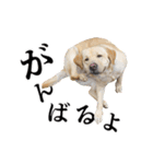 芋之島のべーちゃんスタンプ(その2) 犬（個別スタンプ：21）