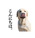 芋之島のべーちゃんスタンプ(その2) 犬（個別スタンプ：23）