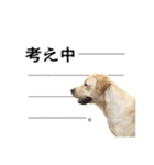 芋之島のべーちゃんスタンプ(その2) 犬（個別スタンプ：24）