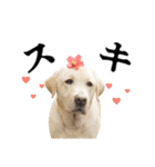 芋之島のべーちゃんスタンプ(その2) 犬（個別スタンプ：25）