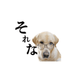 芋之島のべーちゃんスタンプ(その2) 犬（個別スタンプ：27）