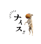 芋之島のべーちゃんスタンプ(その2) 犬（個別スタンプ：30）
