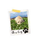 芋之島のべーちゃんスタンプ(その2) 犬（個別スタンプ：32）