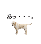 芋之島のべーちゃんスタンプ(その2) 犬（個別スタンプ：33）