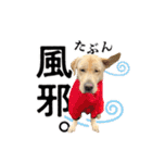 芋之島のべーちゃんスタンプ(その2) 犬（個別スタンプ：34）