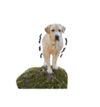 芋之島のべーちゃんスタンプ(その2) 犬（個別スタンプ：35）