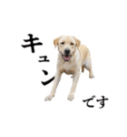 芋之島のべーちゃんスタンプ(その2) 犬（個別スタンプ：36）