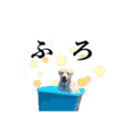 芋之島のべーちゃんスタンプ(その2) 犬（個別スタンプ：37）