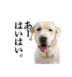 芋之島のべーちゃんスタンプ(その2) 犬（個別スタンプ：38）