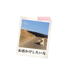 芋之島のべーちゃんスタンプ(その2) 犬（個別スタンプ：39）