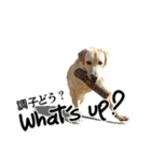 芋之島のべーちゃんスタンプ(その2) 犬（個別スタンプ：40）