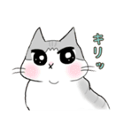 サバ白ねこ（個別スタンプ：1）