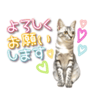 ねこ♡実写♡やさしい言葉 フェリシモ猫部（個別スタンプ：7）