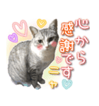 ねこ♡実写♡やさしい言葉 フェリシモ猫部（個別スタンプ：13）