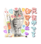 ねこ♡実写♡やさしい言葉 フェリシモ猫部（個別スタンプ：15）