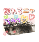 ねこ♡実写♡やさしい言葉 フェリシモ猫部（個別スタンプ：19）