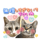 ねこ♡実写♡やさしい言葉 フェリシモ猫部（個別スタンプ：24）