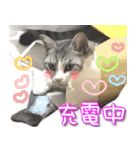 ねこ♡実写♡やさしい言葉 フェリシモ猫部（個別スタンプ：27）