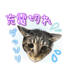 ねこ♡実写♡やさしい言葉 フェリシモ猫部（個別スタンプ：28）