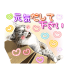 ねこ♡実写♡やさしい言葉 フェリシモ猫部（個別スタンプ：29）