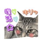 ねこ♡実写♡やさしい言葉 フェリシモ猫部（個別スタンプ：30）