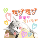 ねこ♡実写♡やさしい言葉 フェリシモ猫部（個別スタンプ：32）