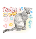 ねこ♡実写♡やさしい言葉 フェリシモ猫部（個別スタンプ：35）