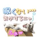 ねこ♡実写♡やさしい言葉 フェリシモ猫部（個別スタンプ：36）