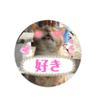 野良猫の「ちゃ」2（個別スタンプ：1）