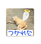 野良猫の「ちゃ」2（個別スタンプ：5）