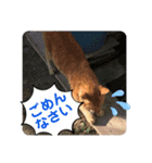野良猫の「ちゃ」2（個別スタンプ：6）