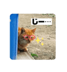 野良猫の「ちゃ」2（個別スタンプ：7）
