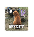野良猫の「ちゃ」2（個別スタンプ：8）