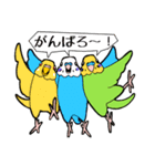 いろんなインコ・オウムたち（個別スタンプ：5）