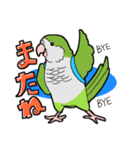 いろんなインコ・オウムたち（個別スタンプ：19）