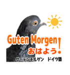 いろんな国の言葉で鳩が挨拶をするスタンプ（個別スタンプ：26）